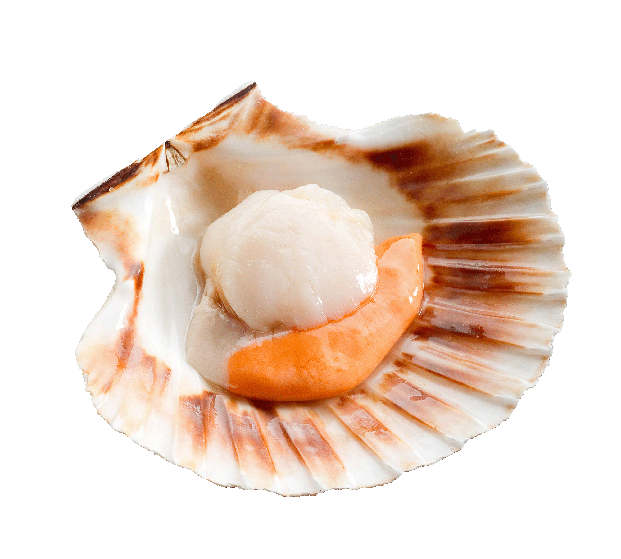 Hokkaido Scallops