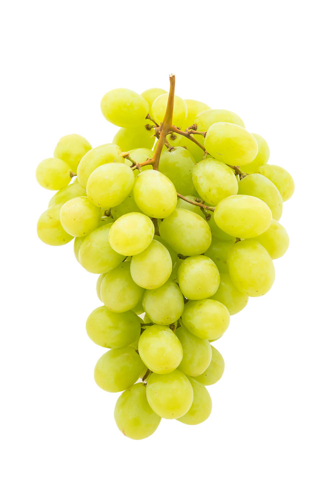 Trebbiano Üzümleri