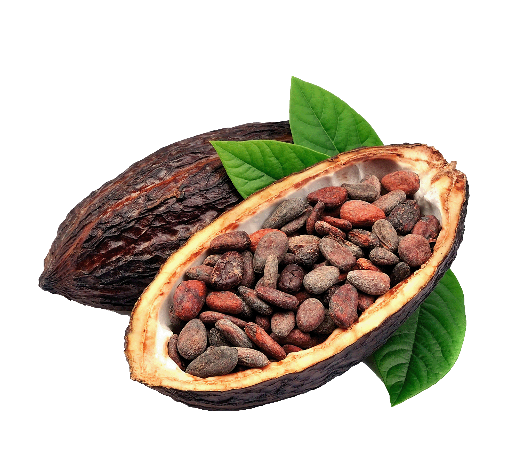 Trinitario Cocoa